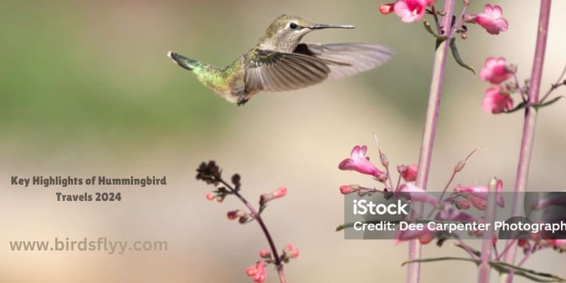 Hummingbird Travels