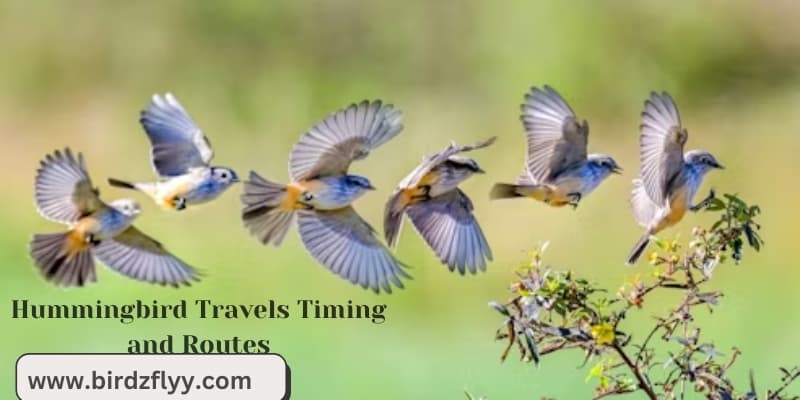 Hummingbird Travels