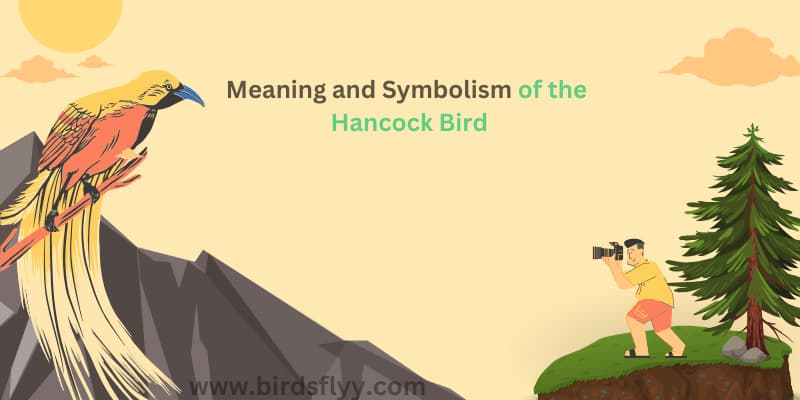 Hancock Bird