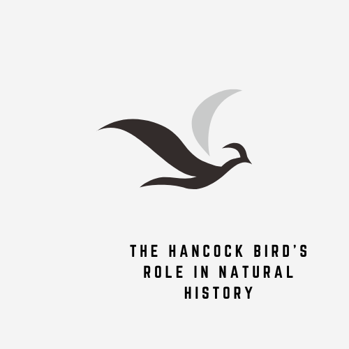 Hancock Bird