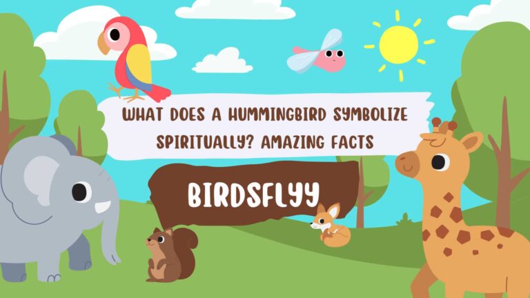 Hummingbird Symbolize