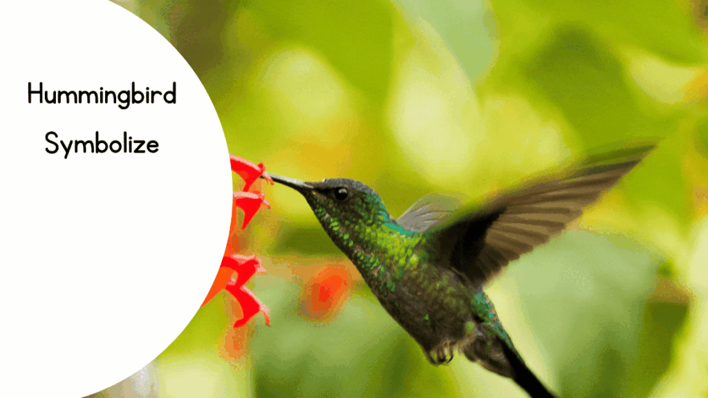 Hummingbird Symbolize