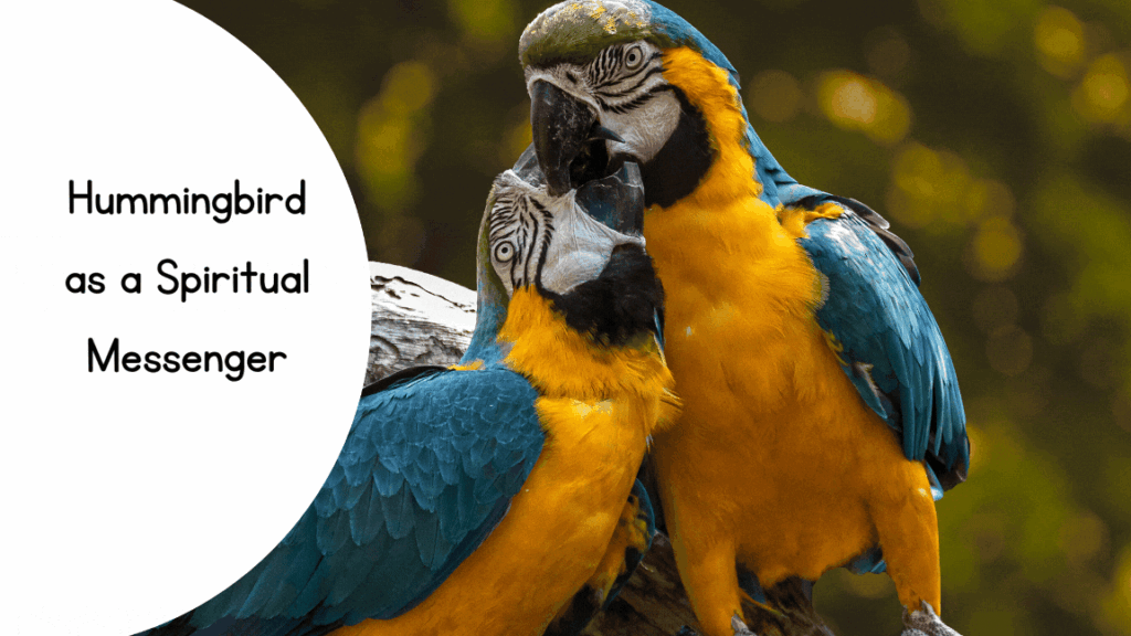 Hummingbird Symbolize