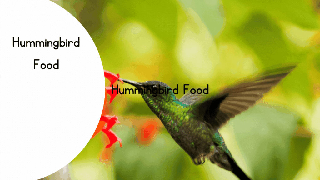 Hummingbird Food 