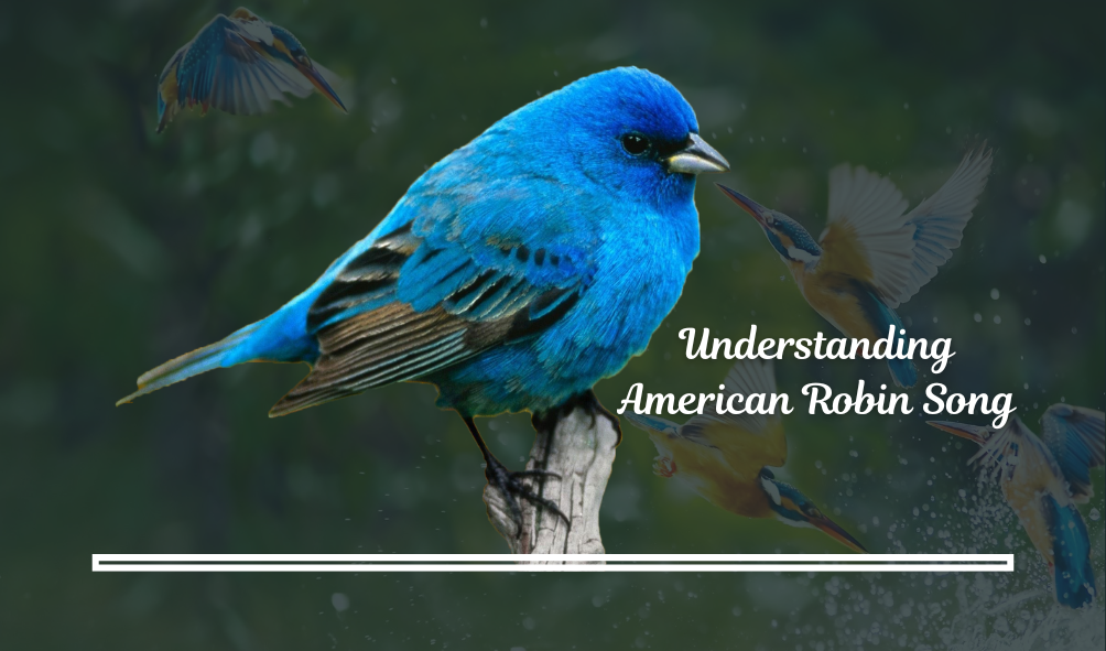 American Robin Song