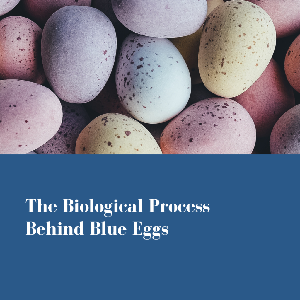 Blue Eggs