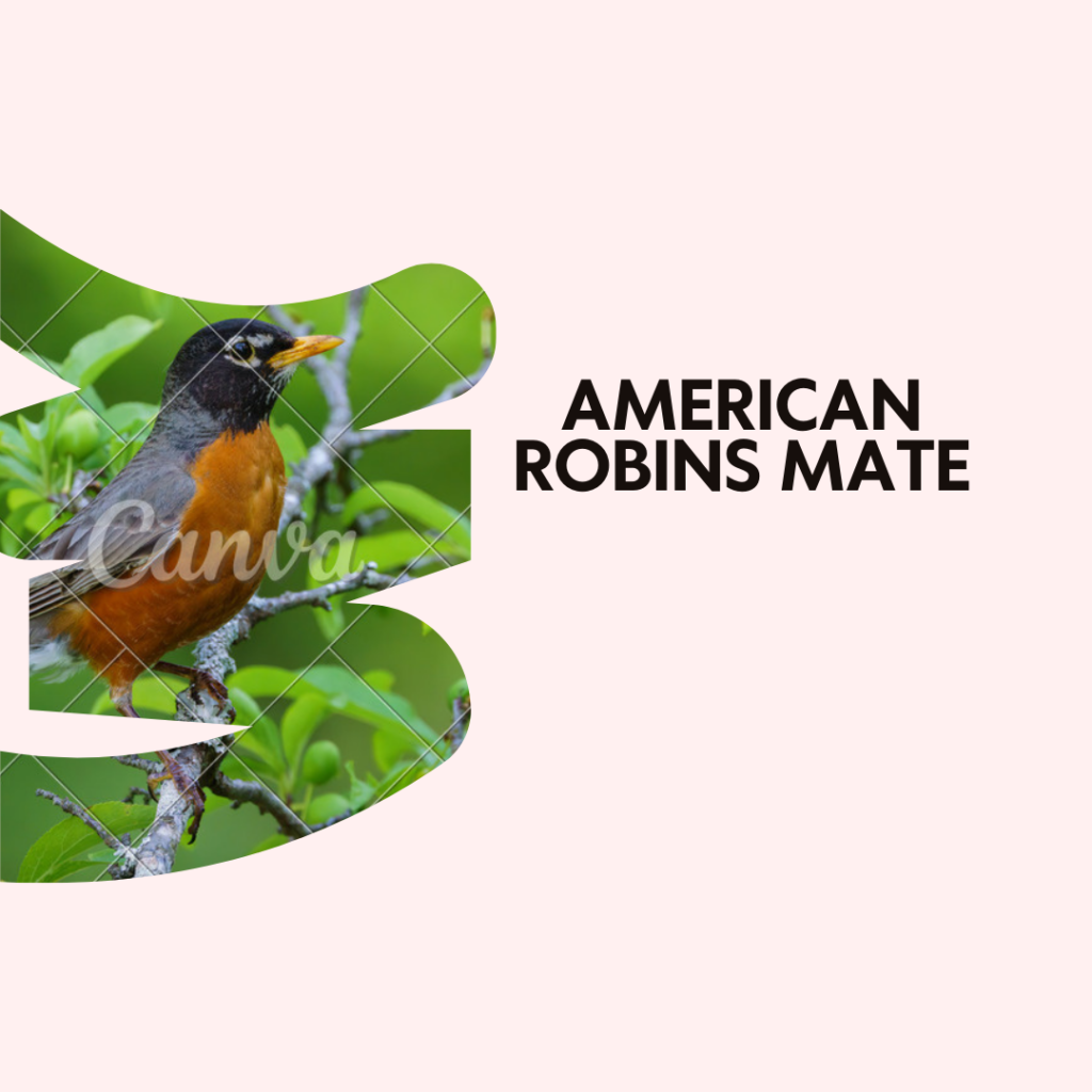 Robins Mate