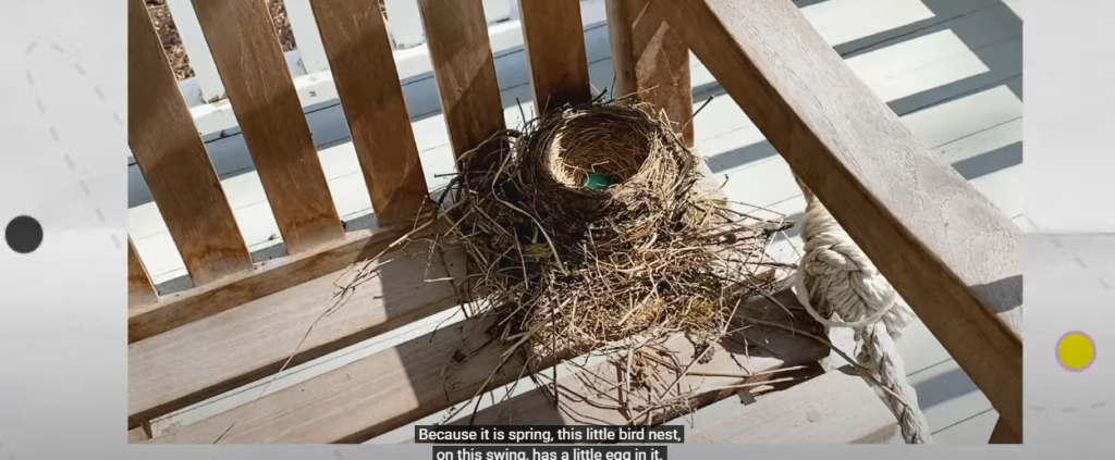 Robin Nests