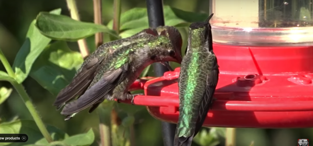Hummingbird Food Recipes