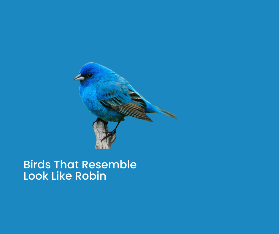 Look Like Robins