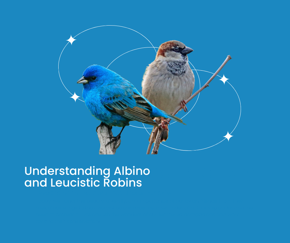 Albino and Leucistic