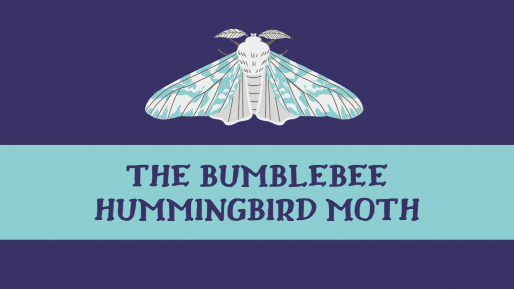 Bumblebee Hummingbird Moth