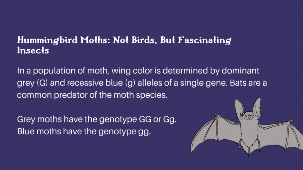 Bumblebee Hummingbird Moth