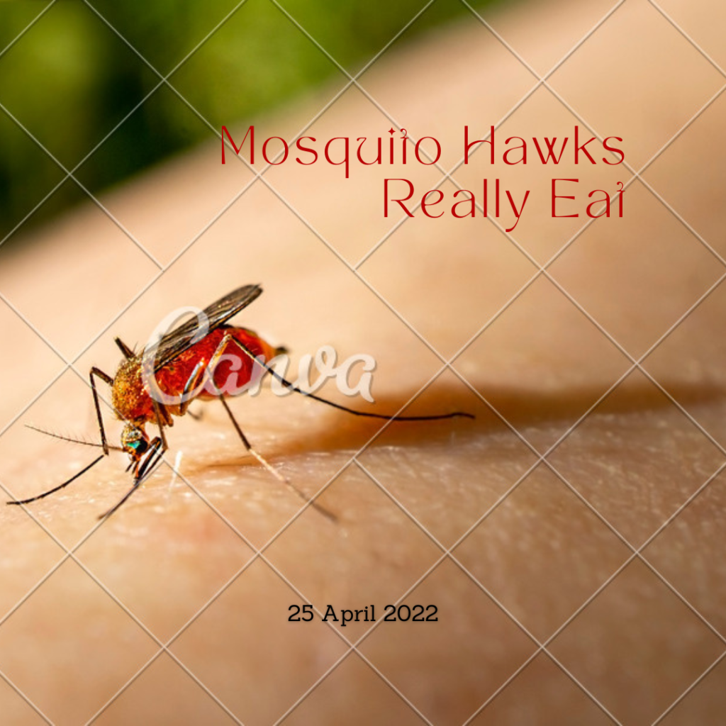 Mosquito Hawk