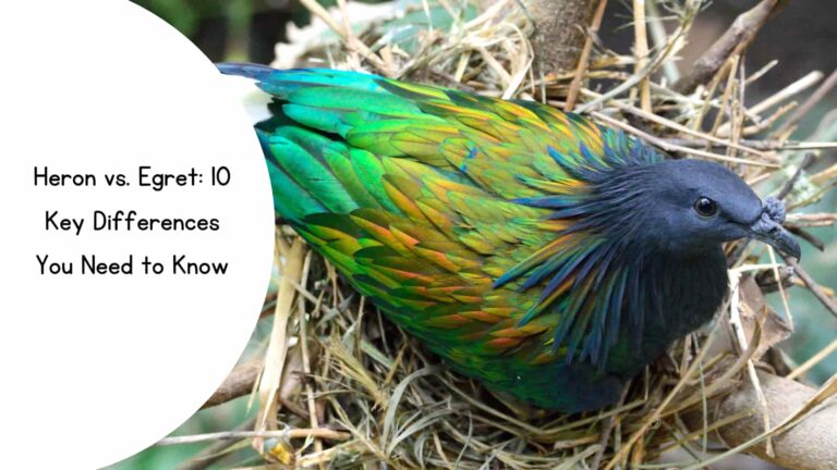Heron vs. Egret