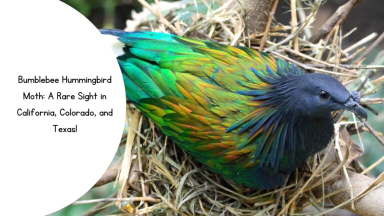 Bumblebee Hummingbird Moth