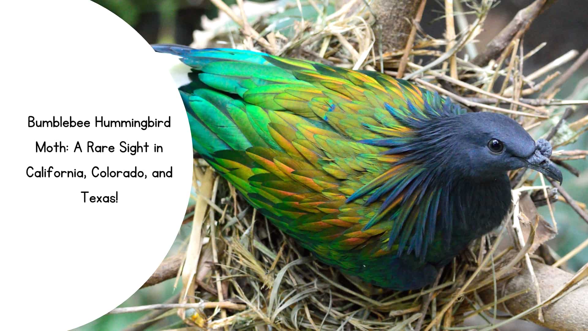 Bumblebee Hummingbird Moth