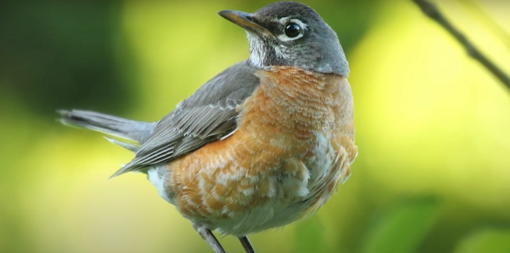 American Robin vs. European Robin