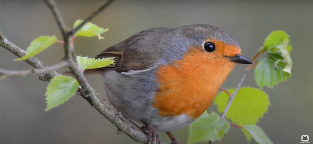 American Robin vs. European Robin