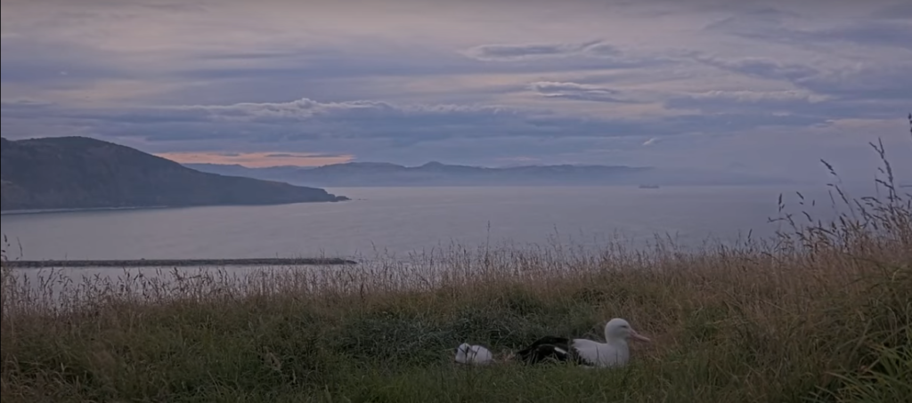  Southern Royal Albatross