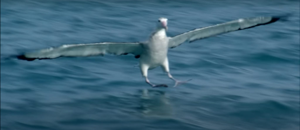  Southern Royal Albatross