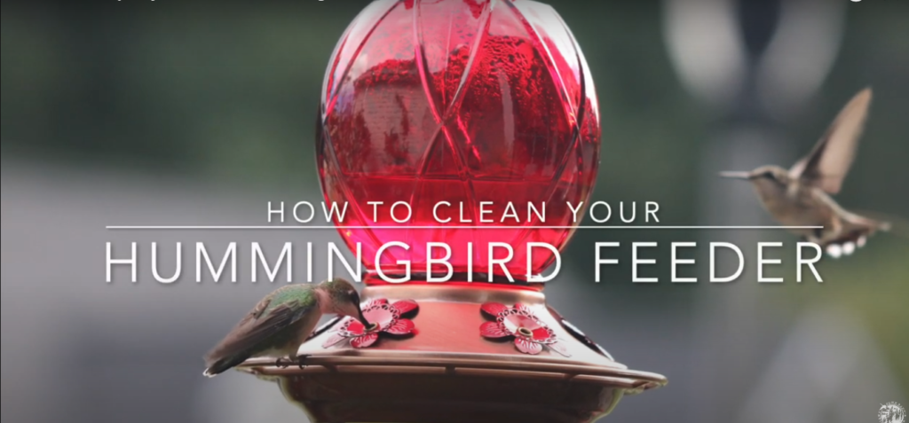 Hummingbird Feeder