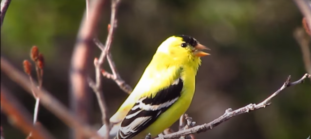 American Goldfinch
