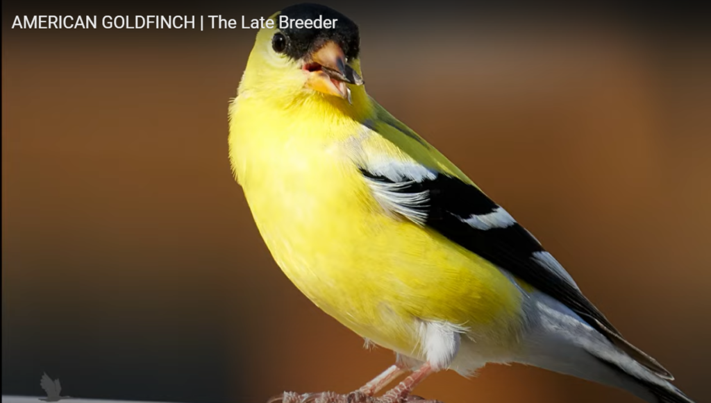 American Goldfinch