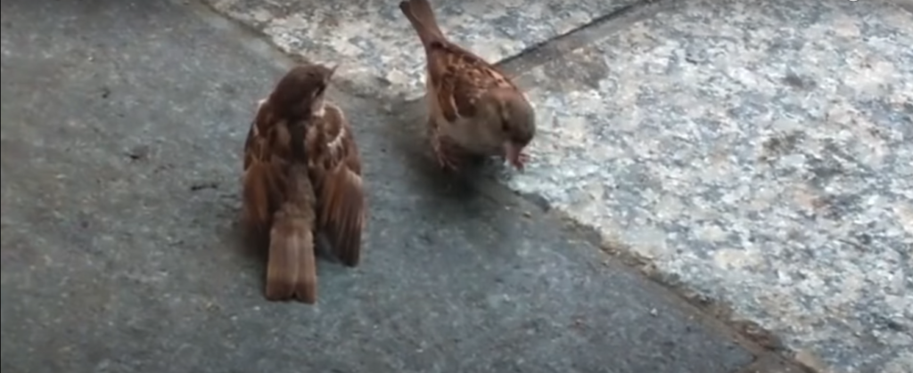 House Sparrows