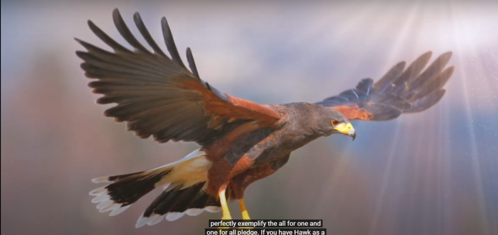 Hawk Symbolism