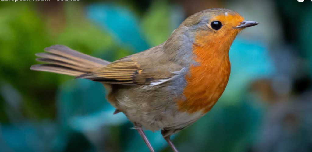 European Robin
