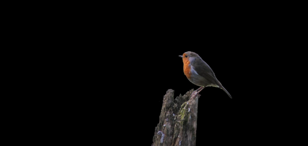 European Robin