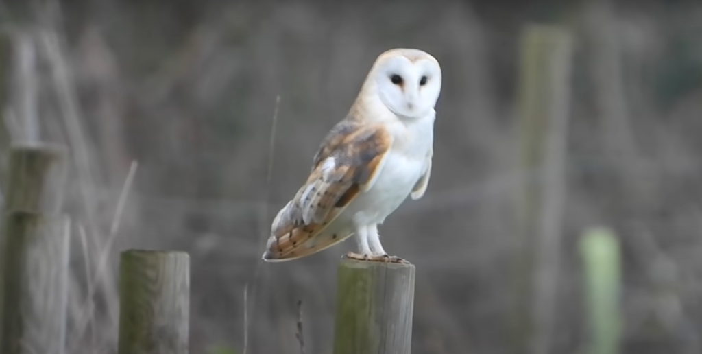 Barn Owls