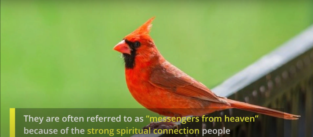 Northern Cardinal
