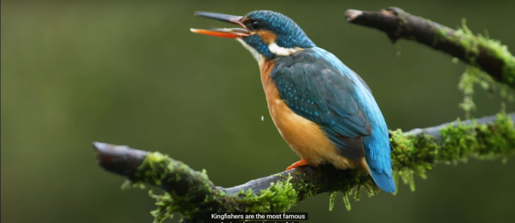 Kingfisher Birds