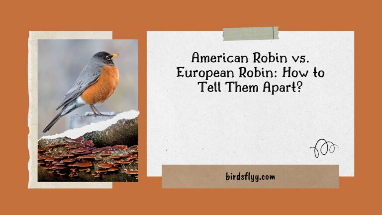 American Robin vs. European Robin