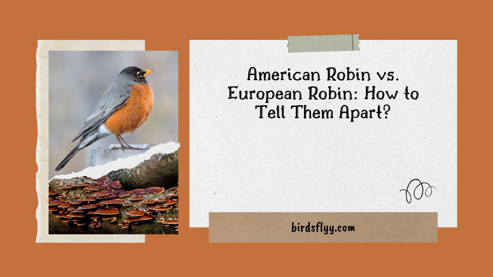 American Robin vs. European Robin