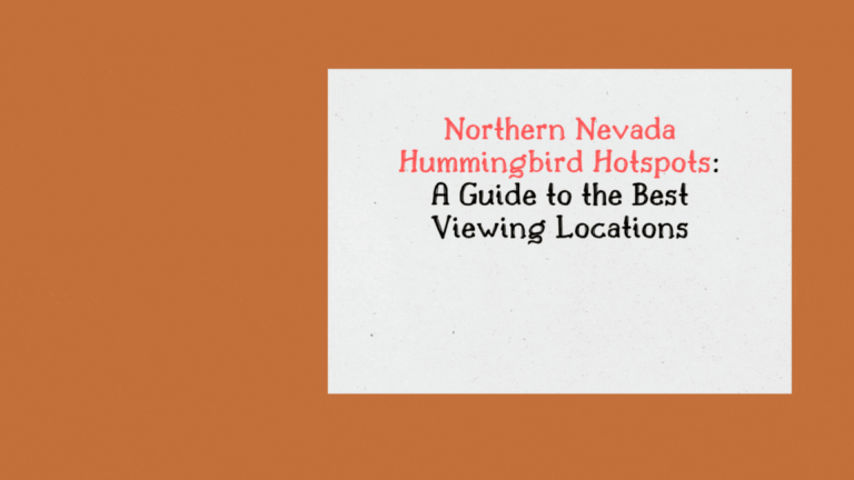 Northern Nevada Hummingbird