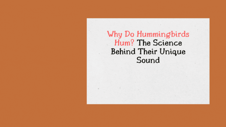 Hummingbirds Hum
