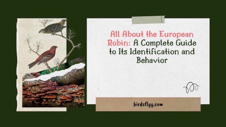 European Robin