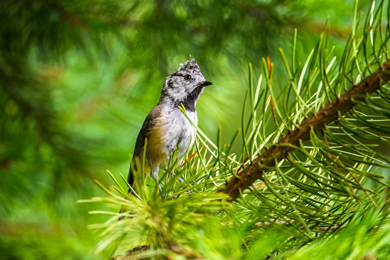 crested-tit-9406740_1280